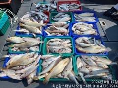 백조기조황 - 2024,08.17 로드선장의 오성스타호 왕백조기 7인 조황입니다~ - 회변항스타낚시,오성스타호,몽스타호 사진