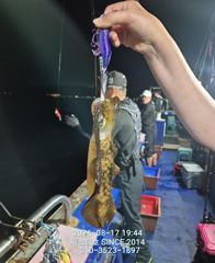 (씨스타호) 17일 고구마.무 무늬 팁 런 50 수