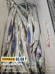 [진해] 준내만갈치! 바글바글호조황! 화욜부터출항! 전화주세요~ 사진