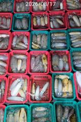 진해 무늬팁런 1.15K 0.8K부터 버글버글 손맛굿 사진