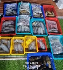 [진해] 팁런무늬오징어 비속에서도 잘 나옵니다 오늘예약가능합니다 사진