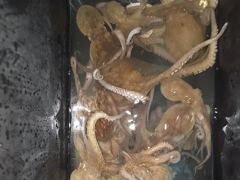 [진해] 오늘 마리수로 올라오는 포인트로 야간~돌문어  잡으러 출조 갑니…