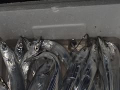 갈치조황 - 목화피싱 8/16일 목포갈치 조황 약간씩 비내린 날씨 갈치 사이즈 좋아집니다.하루가 다르게 변합니다.내만 갈치 보시오. - 목포갈치낚시 사진