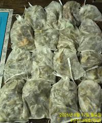 군산나래호(킹덤) 야간문어 이번주 자리 여유있습니다 사진