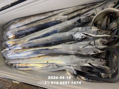 [여수나라2호]-18일 갈치입항조황ㅡ만쿨도장찍고 1인2쿨러 하신분도 있어요. 갈치 많이나와요. 이번주 자리여유 많아요 사진