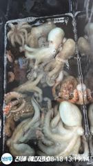 [진해] ■ 돌문어 오늘 마리수조황 대박이네요!!(다섯분 76수) 사진