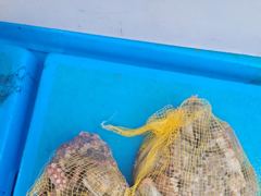 삼천포광명호2,8/19일 돌문어낚시 출조 확정, 여유자리 있습니다. 사진