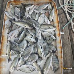 [고성] 병산  8/18감성돔 농어 마리수 선외기 흘림조황~~ 사진