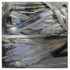 [통영] 텐빈,텐야로 갈치 손맛,입맛,눈맛(수욜 자리널널) 사진