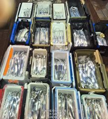 [진해] 준내만 왕갈치 손맛 보시러 오세요.내일 출항확정(수 자리여유~예… 사진