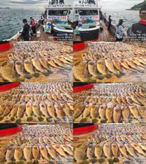 ♥붉바리들..이정도는 잡아봐야지요 대박 붉바리조황입니다 [2026년08월18일] ◎ 해마루호가 뜨는이유? 조황때문이죠 ◎ 핵심포인트: 바로진입.. 바로히트.. ▣ 차원이 다른 조황으로 모십니다 ▣ 요즘 붉바리낚시가 대세입니다 사진
