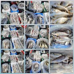 백조기조황 - 8/18 백조기 조황 - 무창포 수지호 수지배낚시 사진