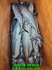 ''왔다! 또 히트 !''  대삼치 피딩타임이 제대로 터졌습니다 (수욜오후 모집중) 사진