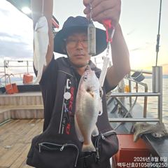 백/쭈/갑조황 - 26년8월8일 홍원항 백두산호 백조기 조황입니다.. - 홍원항 백두산호,배낚시,바다낚시 사진