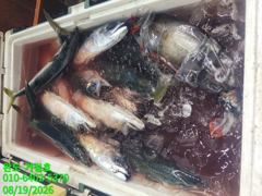 [완도 거정호 ] 2026년 8월 18일 먼바다 갈치낚시 다녀왔습니다. 사진