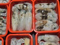 18일 무늬오징어) 마릿수 엄청나고 200수 오바 ( 오늘 목 금 일 예약가능) 사진