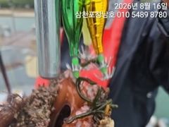 [사천] 돌문어 오늘오전10시출조확정 평일매일오전10시 사진