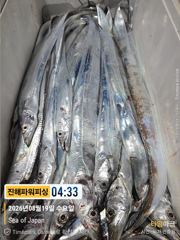 [진해] [갈치/텐빈/텐야]괜찬은 씨알들이 물어주네요[수.목.금.일]예약… 사진