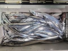 내만갈치.물반 갈치반