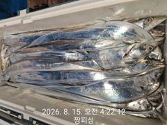 ((먼바다왕갈치))이제 대갈치 3지들이 터져나오네요 내일 목ㆍ금ㆍ토(예약가능