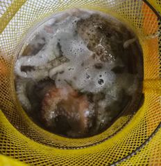 >>야간 돌문어 최근조황~!(오늘,목,금 예약중)