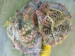 [사천] 삼천포 광용호 돌문어 출조합니다~! 예약중 사진