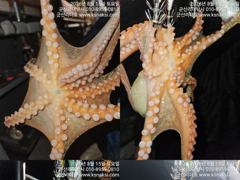 ⭐군산리더호⭐21.22야간문어 출조합니다 사진