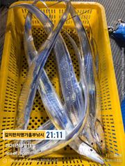 갈치 더디어 터졌다 흥부낚시 3지이상급 쿨러조황 오늘 완전여유