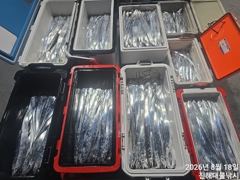 [진해] 내만칼치 퍽퍽,텐빈,씨알점점 ~엄청잡고 수,목,금,토욜 예약가능…