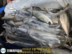 내만칼치 ㅡ바글바글,초저녁부터 꾸준히 올라오네요. 내일 예약가능