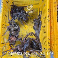 [사천] 암초 포인트 문어 씨알 마릿수! 사진