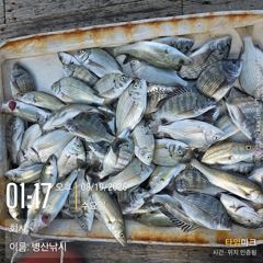 [고성] 병산  8/19 감성돔 농어 마리수 선외기흘림조황~~ 사진