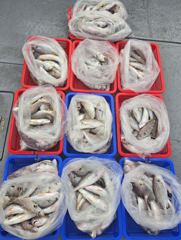 전체조황 - (오전피딩)(10명출조) 8월19일 백조기 조황 - 인천 연안부두 칸피싱, 루어, 침선, 생활낚시 전문