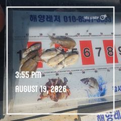 해양레저 무늬오징어 조황 사진