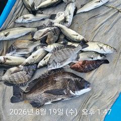 삼천포 내만권 감성돔 사진