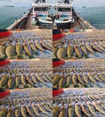 ♥붉바리들..이정도는 잡아봐야지요 대박 붉바리조황입니다 [2026년08월19일] ◎ 해마루호가 뜨는이유? 조황때문이죠 ◎ 핵심포인트: 바로진입.. 바로히트.. ▣ 차원이 다른 조... 사진