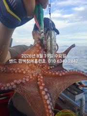 8월19일 군산 홈런호 야간 문어 출조 하였습니다.첫포인트부터 훌륭한 사이즈 문어들이 올라와 줍니다.실시간 구경 하세요! 사진
