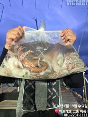 [고흥,녹동] 19일 문어 오후반 출항 했습니다.