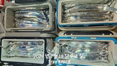 [진해] 19일 입항 준내만 갈치 풀치속에서 대치들로 손맛 끝내줘요!!(… 사진