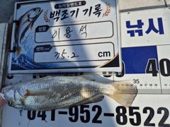 8월 19일 홍원항 뉴아일랜드호 먼바다 백조기 왕중왕전! 전원 쿨러조황·1위 35.2cm 신기록! 사진