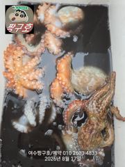 여수 짱구호  8월17일(월) 문어 조황 사진