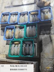3분 무늬조황 손맛보고 빠짐도많고 계속예약중 새벽타임도요  사진