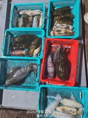 [사천] 8월20일 무늬오징어 조황! 오늘도 나갑니다!! 자리 많아요!! 사진