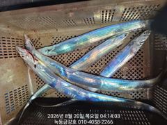 녹동금강호16석 왕갈치만쿨조항 예약순자리지정예약제 010-4058-2266  사진