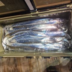 스페셜드림선단 8월20일입항 갈치지깅.텐빈 조황입니다 사진