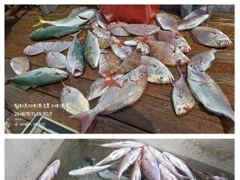 [거제] 먼바다 흘림참돔/부시리 손맛 보아요~