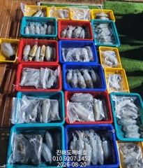팁런무늬오징어 19일 출조조황입니다 오늘예약가능합니다 사진