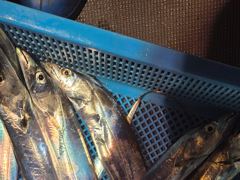 먼바다 왕갈치 3지4지 조황입니다  사진