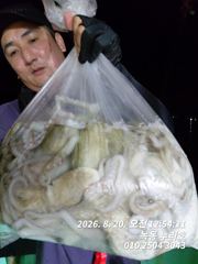 녹동 돌문어 조황