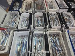 준내만 갈치 4지급 피딩에 난리나고~~(오늘 예약  가능) 사진